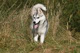 SIBERIAN HUSKY 808